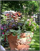 container plantings